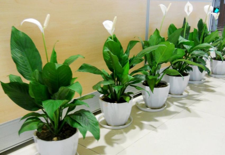 净化空气的室内植物有哪些